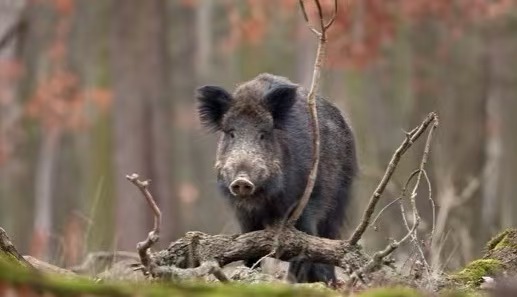 野生の生存中に野生動物に攻撃されないようにしてください